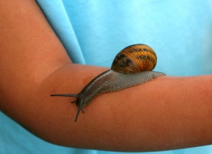 snailmassage