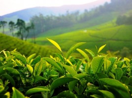 Field of tea leaves